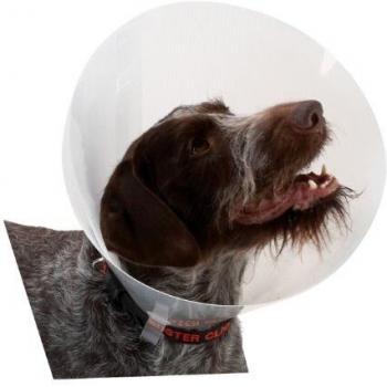 Collar Elizabethano Clásico Transparente de 12,5 cm para Perros - Paquete de 10 Unidades