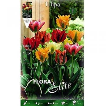 Bulbo Tulipán viridiflora mix colores Elite 10 ud