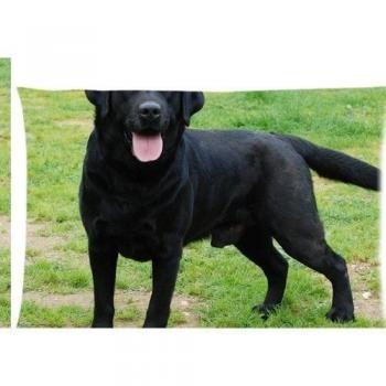 Labrador Retriever Black Lab Puppy Dog - con cremallera fundas de almohada cubierta 20 x 30 pulgadas