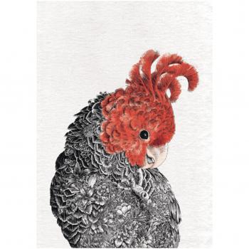 Paño de Cocina Maxwell & Williams Marini Ferlazzo Birds con Diseño de Cacatúa Gang-Gang Australiana, 100% Algodón, 50 x 70 cm - Blanco