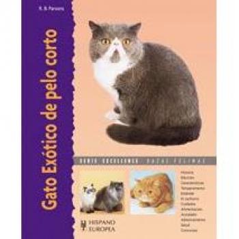Gato Exótico de pelo corto