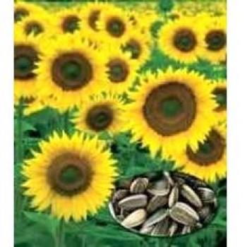 Rocalba Semilla Girasol para Pipas
