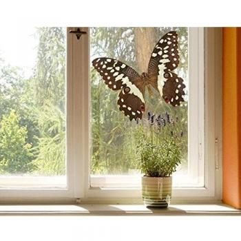 Apalis Vinilo de Ventana no.447 Nymphalidae In Earth Tones, Dimensione:120cm x 153cm