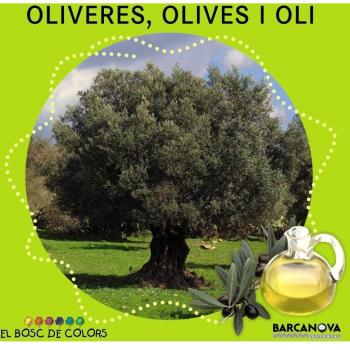 Oliveres, olives i oli