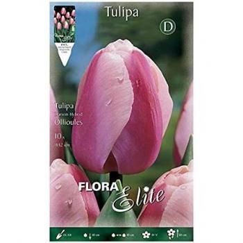 Bulbo Tulipán Darwin rosa borde blanco Élite 5 unidades