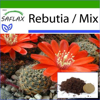 SAFLAX - Rebutia Mix - 40 semillas de cactus nain argentino con substrato para mejor cultivo