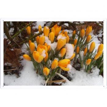 Metal cartel Cartel de chapa Hojalata sesión Flower Tin Sign Crocuses Flowers Primroses Snow Branches 24294 Retro Vintage Pared Decoración by hamgaacaan