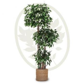 Planta Artificial Ficus MAIA SHOP - Árbol Decorativo 3 Copas, Alturas: 105 cm, 150 cm, 175 cm, 180 cm y 190 cm para Hogar y Oficina