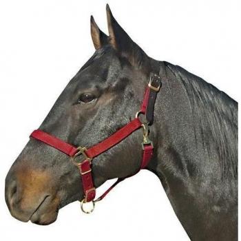 Intrepid International Breakaway Leather Crown Nylon Safety Halter, Burgundy