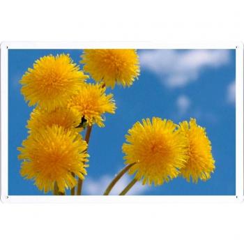 Metal cartel Cartel de chapa Hojalata sesión Flower Tin Sign Dandelions Flowers Yellow Fluffy Sky 35637 Retro Vintage Pared Decoración by hamgaacaan