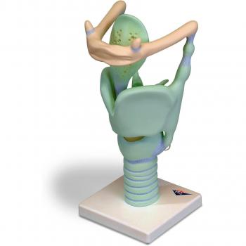 3B Scientific VC219 laringe Funcional, 3 Veces Su Tamaño Natural - 3B Smart Anatomy