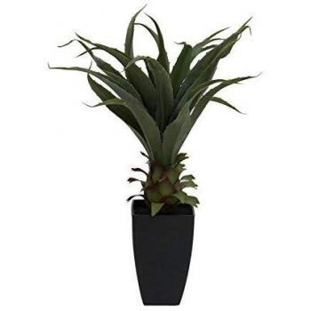 EUROPALMS Agave im Topf, 75 cm