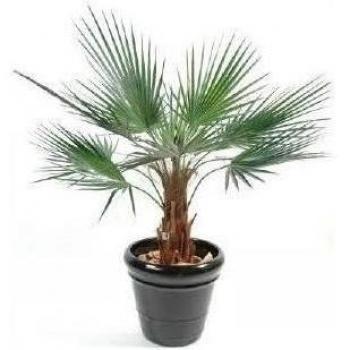 Gd Bo balcones, diseño de palmera Washingtonia New 120 cm