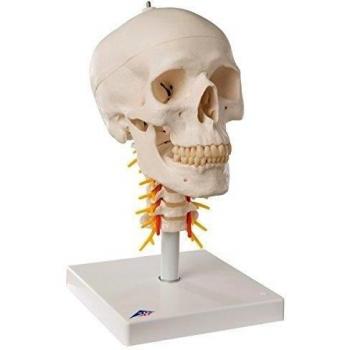 3B Scientific A20/1 Cráneo Clásico Sobre Columna Cervical, 4 Partes