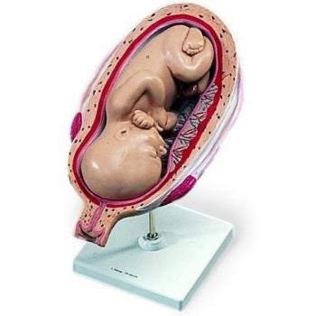 3B Scientific L10/8 Modelo de anatomía humana Feto del 7º Mes + software de anatomía gratuito - 3B Smart Anatomy