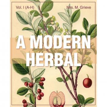 A Modern Herbal: Medicinal and Culinary Properties of Herbs, Volume 1 (A-H) by Margaret Grieve