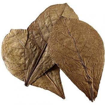 Hobby Nano Catappa Leaves 51100 - Lote de 12 Hojas