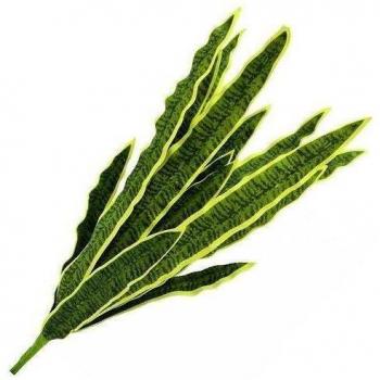 Euro Palms 82530577 Sansevieria, Eva, 50 cm, Verde-Amarillo