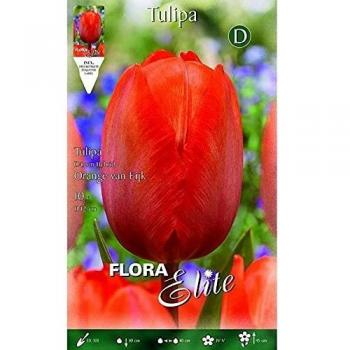 Bulbo Tulipán Darwin naranja Elite 10 ud