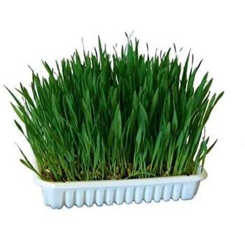 Hierba Cultivable para Roedores - Pack Ahorro Doble 2 x 100 g