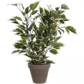 Ficus Natasja Jaspeado con Maceta 4x11.5cm