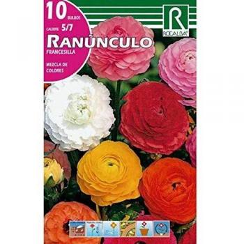 Bulbo Ranúnculo francesilla mezcla de colores 10 uds