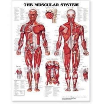 The Muscular System Giant Chart