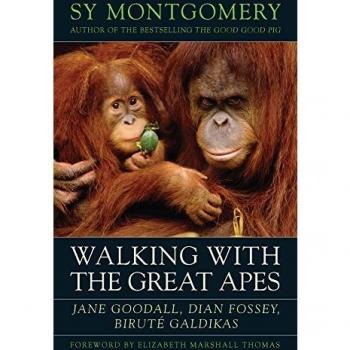 Walking with the Great Apes