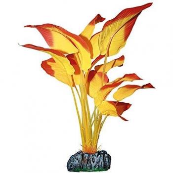 ICA AP1184 Anubias de Aquatic Plants Seda
