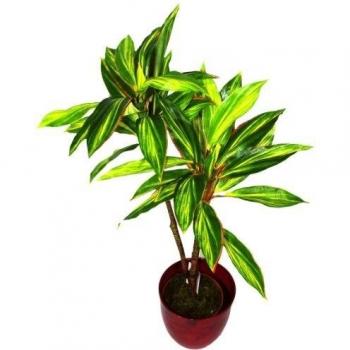 Geko grande 3ft, 90 cm Dracaena Artificial grande casa planta interior o al aire libre uso