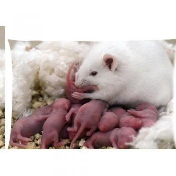 Animal ratón con cremallera fundas de almohada cubierta 20 x 30 pulgadas