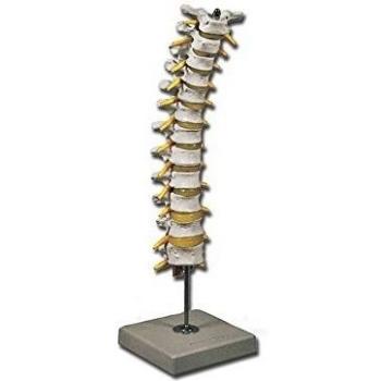 Modelo Columna Toracica