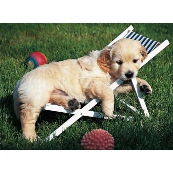Puzzle Ravensburger Golden Retriever 500 piezas