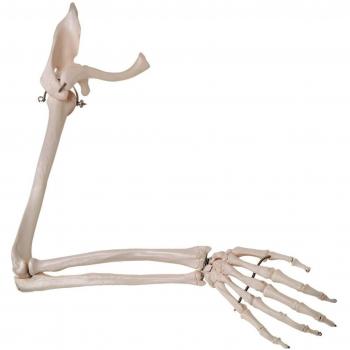 3B Scientific A46 Modelo Anatómico Humano - Esqueleto del Brazo Con Escapula y Clavícula + Software de Anatomía - 3B Smart Anatomy