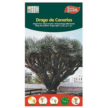 Semillas de Drago de Canarias - Euro Garden, 1 unidad