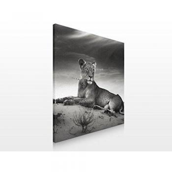 Apalis Cuadro de Lienzo no.470 Resting Lion 70x70cm, Größe:70cm x 70cm