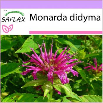 SAFLAX - Bergamota / Chá Oswego - 20 semillas - Monarda didyma - Bergamota silvestre - Goldmelisse
