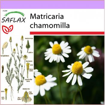SAFLAX - Semillas de Manzanilla Común (Matricaria chamomilla) - 300 semillas