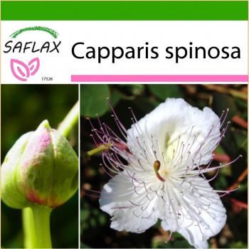 SAFLAX - Alcaparra - 25 semillas - Com substrato para vasos para melhor cultivo - Capparis spinosa