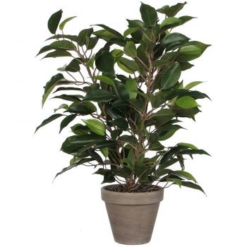 Ficus Natasja con maceta d11.5cm - 40x30cm