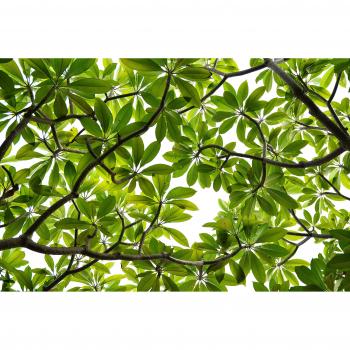 'Cocina Protección contra salpicaduras hojas y ramas | designersgroup | Cristal Acrílico | baldosas Protección para el horno | Cocina | Cocina azulejos | azulejos Espejo | posterior | 60 x 40 cm