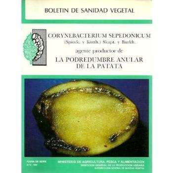 CORYNEBACTERIUM SEPEDONICUM