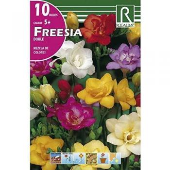 Bulbo Freesia doble Mezcla de colores