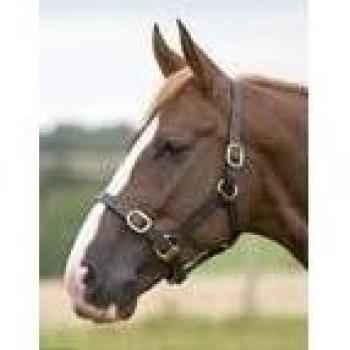 Shires – Blenheim totalmente ajustable Cabestro de piel negro o marrón elegir tamaño, negro, Extra grande