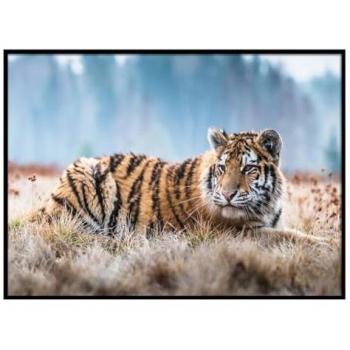 Lienzo Impreso Blanco 50x70cm - Tigre Alargado