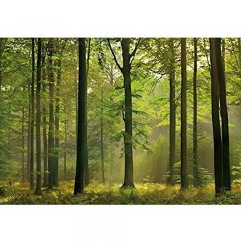 Moods - Fotomural Bosque Otoñal - Tamaño : 366 X 254 cm