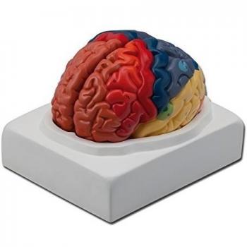 La Empresa Gima 40021 Modelo Anatómico Zonas Cerebrali