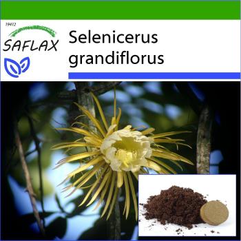 SAFLAX - Reina de la Noche - 40 semillas - Selenicerus grandiflorus - Con substrato para vasos para mejor cultivo