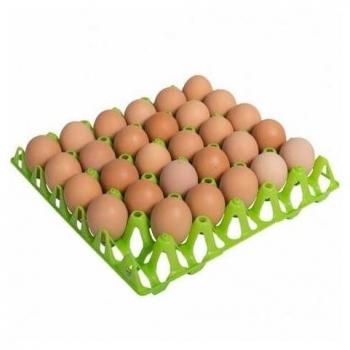 Bandeja Plástica para Huevos Copele - 30 Huevos - Verde