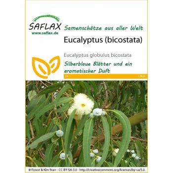 Saflax - 100 semillas - Goma azul de Tasmania - Eucalipto (globulus)